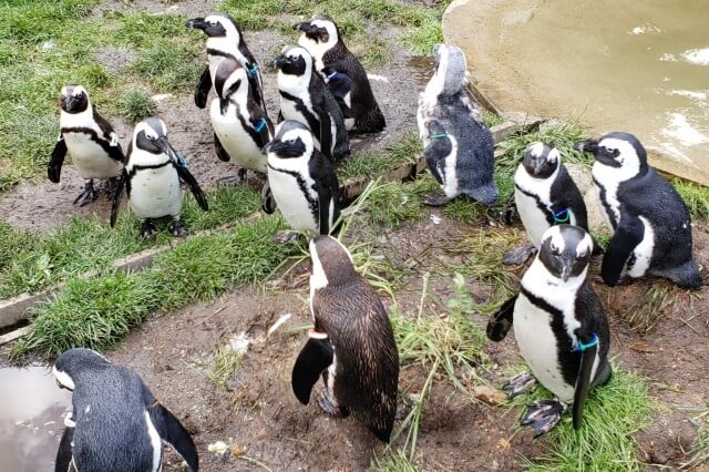 那須どうぶつ王国のペンギンビレッジ｜ケープペンギン