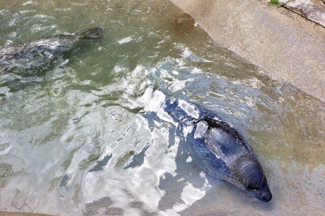 那須どうぶつ王国のペンギンビレッジ｜ゴマフアザラシ