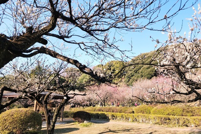 小石川植物園の梅の見どころ