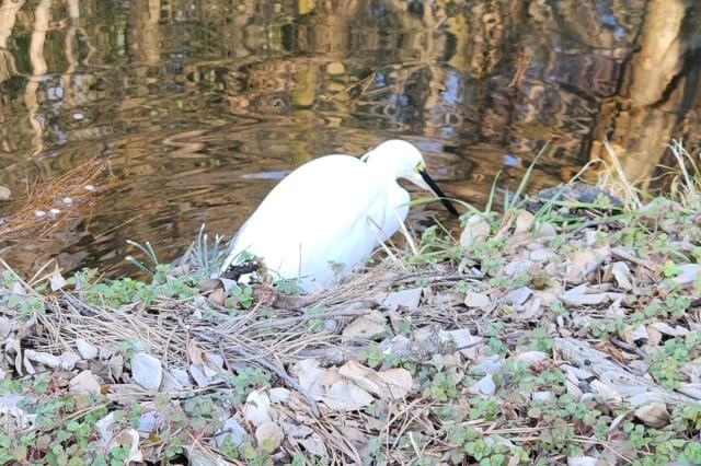 小石川植物園の梅の見どころ