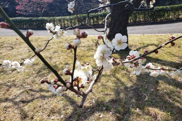 皇居東御苑の梅