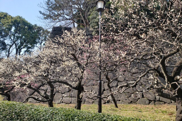 皇居東御苑の梅｜①梅林坂