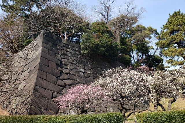 皇居東御苑の梅｜①梅林坂