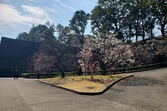 皇居東御苑の梅｜①梅林坂