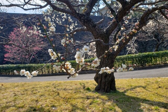 皇居東御苑の梅｜①梅林坂