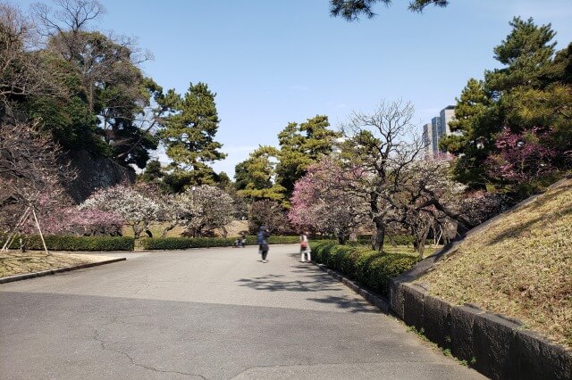 皇居東御苑の梅｜①梅林坂