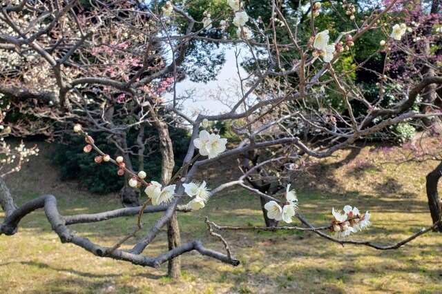 皇居東御苑の梅｜①梅林坂