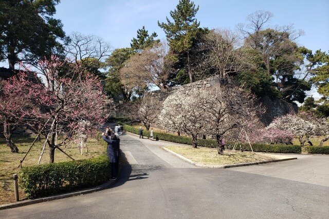 皇居東御苑の梅｜①梅林坂