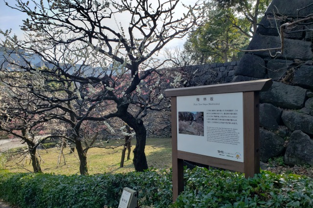 皇居東御苑の梅｜①梅林坂