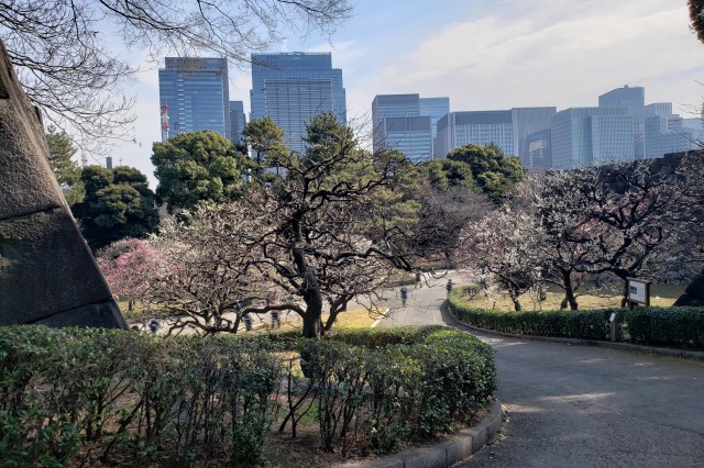 皇居東御苑の梅｜①梅林坂