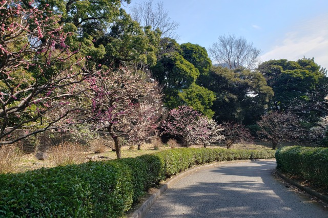 皇居東御苑の梅｜①梅林坂