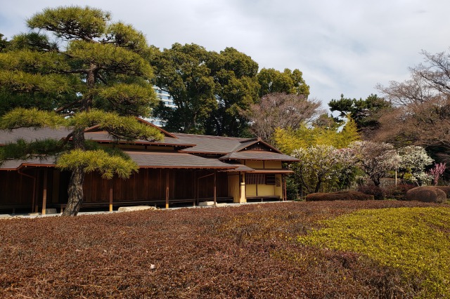 皇居東御苑の梅｜③諏訪の茶屋（冬至・初雁・月影・鴛鴦）