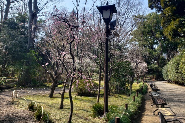 靖国神社の梅