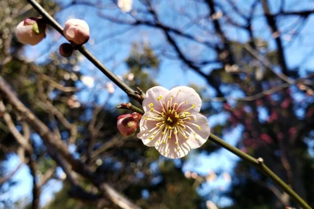 靖国神社の梅の見頃と開花状況