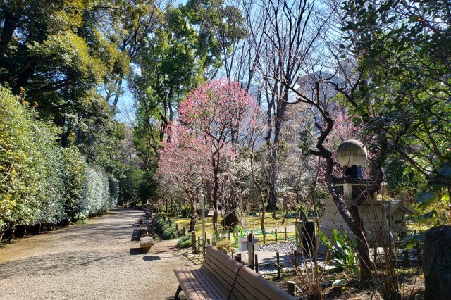 靖国神社の梅林の2月の様子