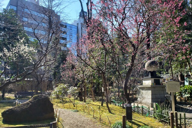 靖国神社の梅林の2月の様子