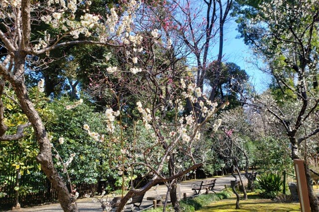 靖国神社の梅林の2月の様子