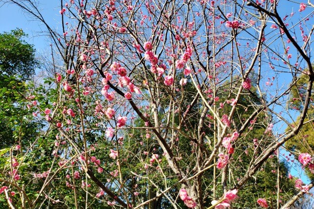 靖国神社の梅林の2月の様子