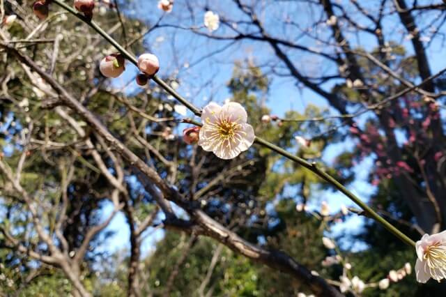 靖国神社の梅林の2月の様子