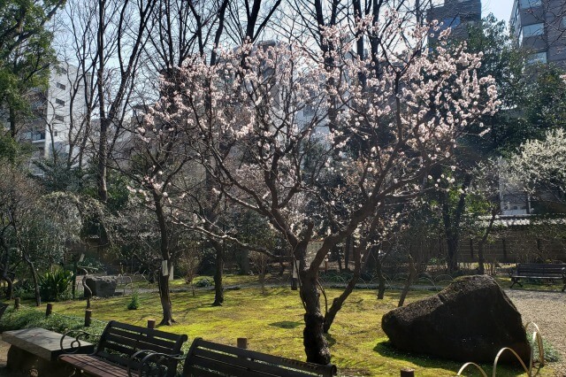 靖国神社の梅林の3月の様子