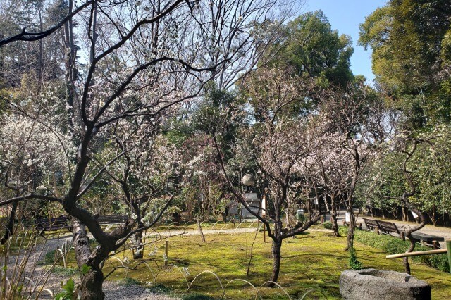 靖国神社の梅林の3月の様子