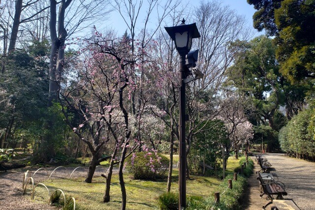 靖国神社の梅林の3月の様子