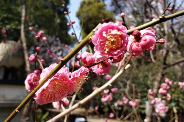 靖国神社の梅林の3月の様子