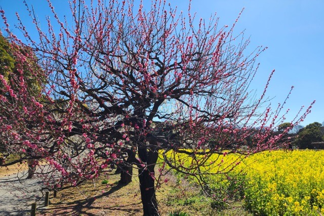 お花畑周辺の梅