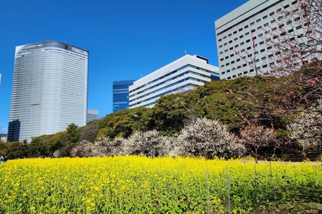 お花畑周辺の梅