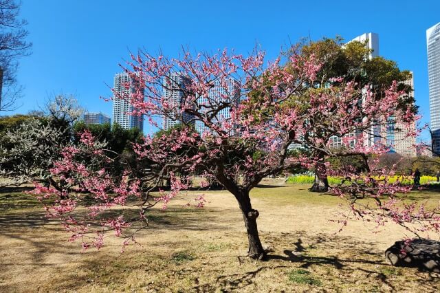 お花畑周辺の梅