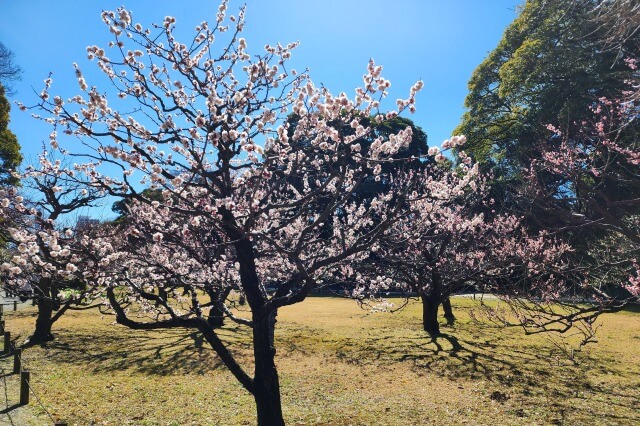 梅林の梅