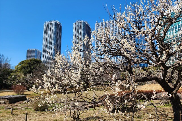 花木園の梅