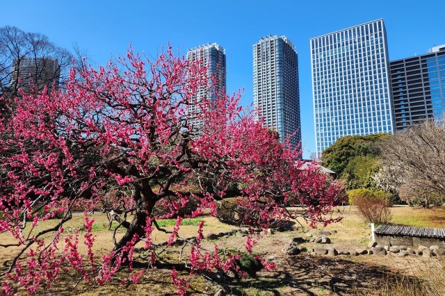 花木園の梅