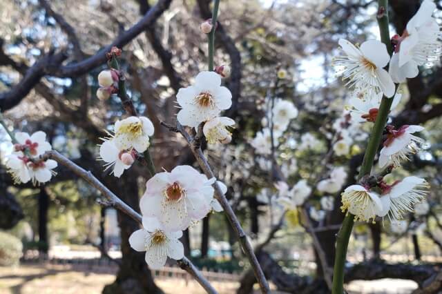 日比谷公園の梅の見頃