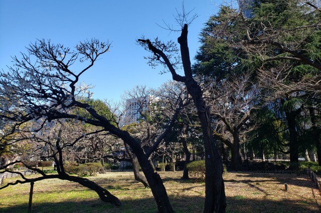 日比谷公園の梅の様子