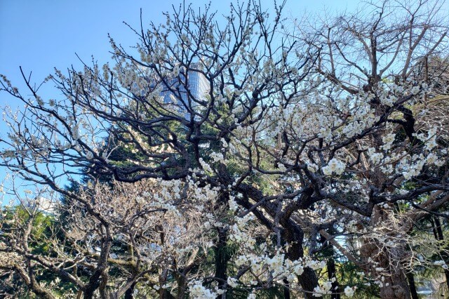 日比谷公園の梅の様子