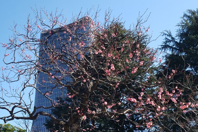 日比谷公園の梅の様子