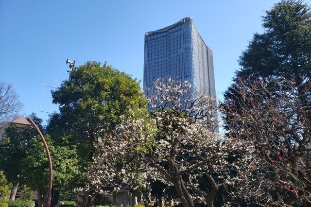 日比谷公園の梅の様子