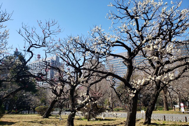 日比谷公園の梅の様子