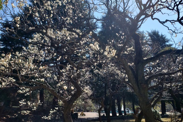 日比谷公園の梅の様子