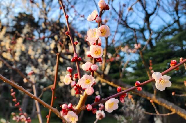 小石川後楽園の梅の見頃