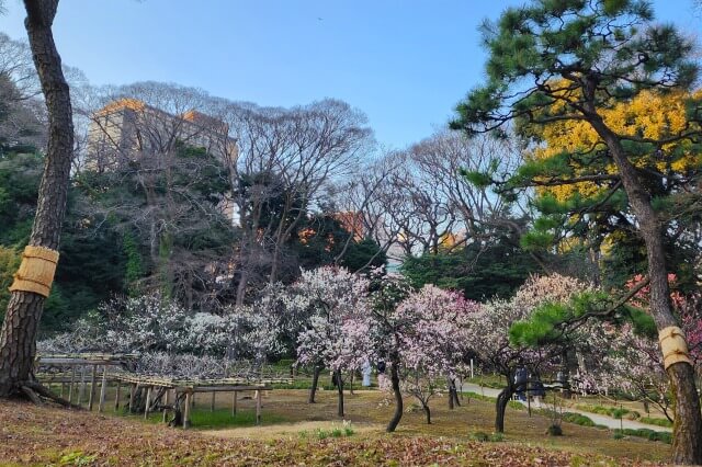 小石川後楽園の梅の見どころ