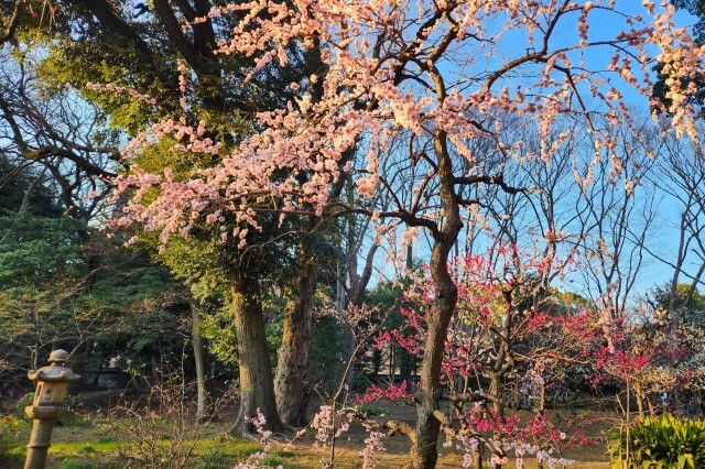 小石川後楽園の梅の見どころ