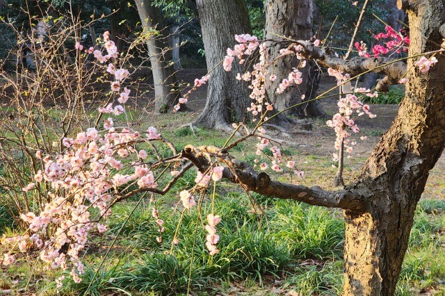 藤牡丹枝垂