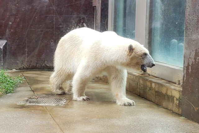 上野動物園のホッキョクグマ(シロクマ)