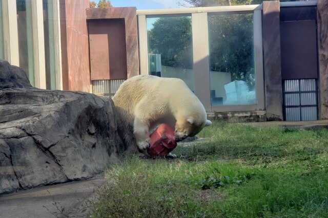 上野動物園のホッキョクグマ(シロクマ)｜室内で遊んでいる様子