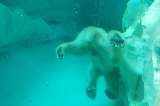 上野動物園のホッキョクグマ(シロクマ)｜水中を泳いでいる様子