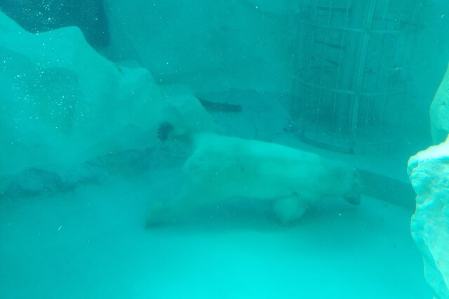 上野動物園のホッキョクグマ(シロクマ)｜水中を泳いでいる様子