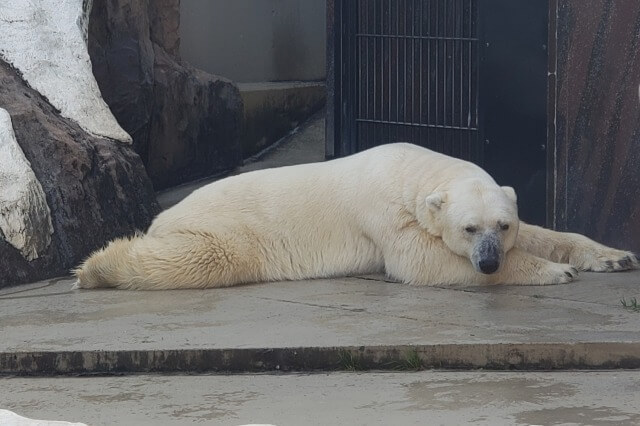 上野動物園のホッキョクグマ(シロクマ)｜寝そべっている様子