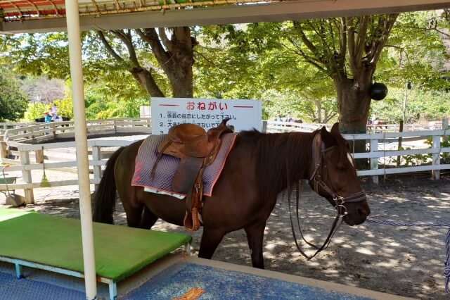 こどもの国（横浜）の牧場